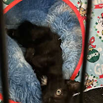 Thumbnail photo of Kalamata Olive #1