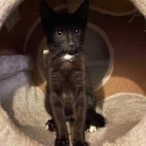 Thumbnail photo of Kalamata Olive #2