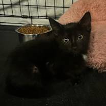 Thumbnail photo of Kalamata Olive #3