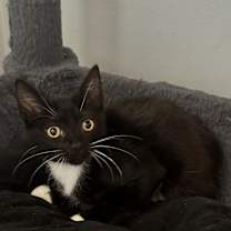 Thumbnail photo of Kennebec  #2