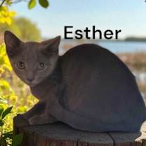 Thumbnail photo of Esther #2