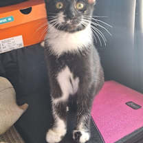 Thumbnail photo of Jessicats : Gizmo #1