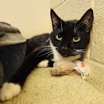 Thumbnail photo of Diamond #1