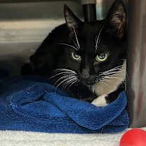 Thumbnail photo of Diamond #2