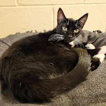 Thumbnail photo of Diamond #3