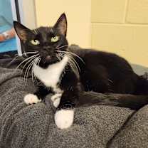 Thumbnail photo of Diamond #4