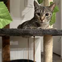 Thumbnail photo of Susie #3