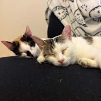 Thumbnail photo of Dumpling #1