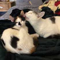 Thumbnail photo of Dumpling #3