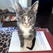 Thumbnail photo of Lapis #2