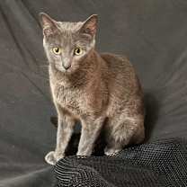 Thumbnail photo of Ragu #2