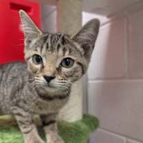 Thumbnail photo of Bailey #4