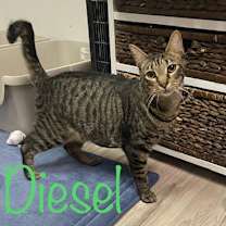 Thumbnail photo of Diesel #3