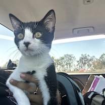 Thumbnail photo of Bella #3