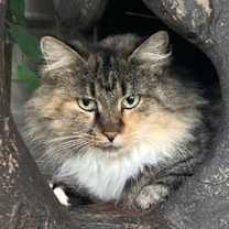 Thumbnail photo of Tally #1