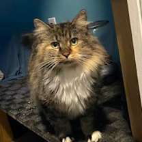 Thumbnail photo of Tally #2