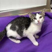 Thumbnail photo of Tinker #1