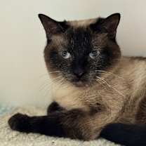 Thumbnail photo of Stella 3 #3