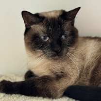 Thumbnail photo of Stella 3 #4