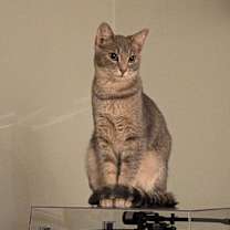 Thumbnail photo of Herbie #3