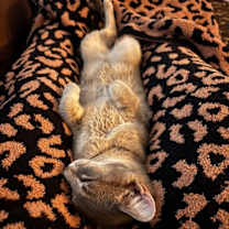 Thumbnail photo of Herbie #4