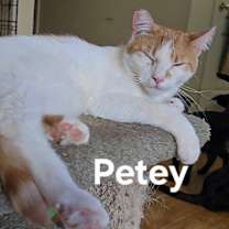 Thumbnail photo of Petey #2
