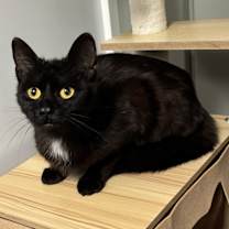 Thumbnail photo of Sushi #2