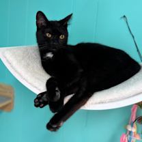 Thumbnail photo of Sushi #3