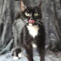 adopt-pet