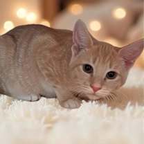 Thumbnail photo of Clementine #1