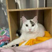 Thumbnail photo of Morning Glory #1