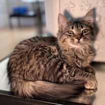 Thumbnail photo of MAPLE #1