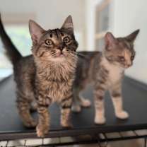 Thumbnail photo of MAPLE #2