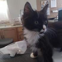 Thumbnail photo of Desi (Manny) #3