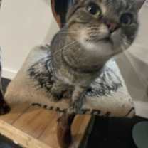 Thumbnail photo of Indie #1