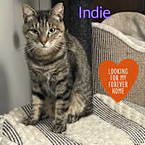 Thumbnail photo of Indie #2