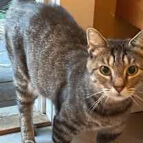 Thumbnail photo of Indie #3