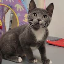 Thumbnail photo of Clam Chowder #1