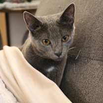 Thumbnail photo of Dove (and Chickadee) #1