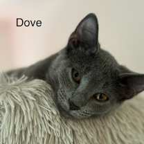 Thumbnail photo of Dove (and Chickadee) #4
