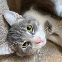 Thumbnail photo of Marley #1