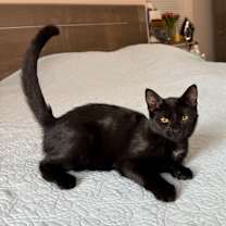 Thumbnail photo of Inky #2