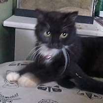 adopt-pet