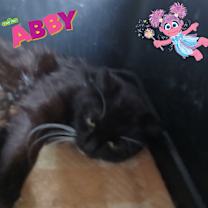 Thumbnail photo of Abby #3