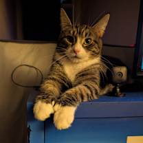 Thumbnail photo of Lucipurr #1