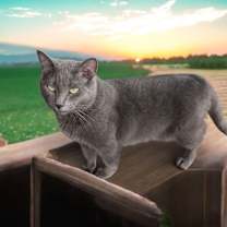 Thumbnail photo of Shake #1