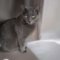 Thumbnail photo of Shake #2