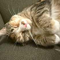 Thumbnail photo of Miranda #2