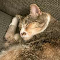 Thumbnail photo of Miranda #3