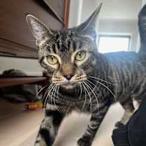 Thumbnail photo of Perla #2